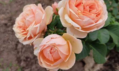 цветение роз