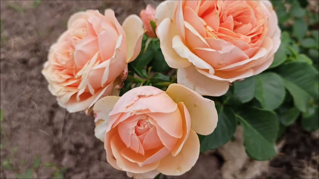 цветение роз