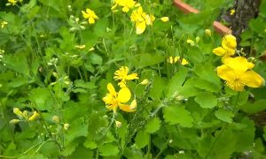 чистотел растёт