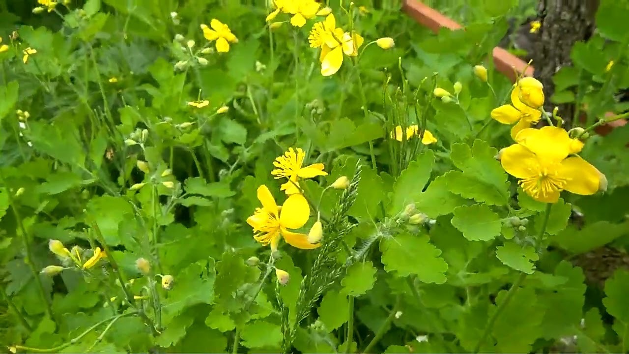 чистотел растёт