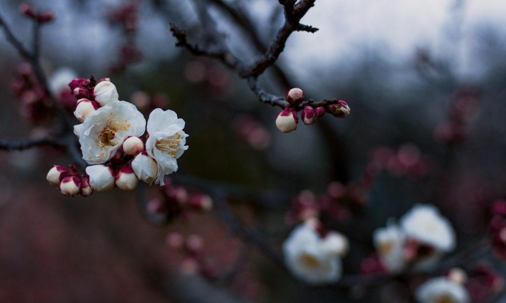 Почки деревьев