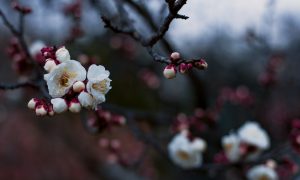 Почки деревьев