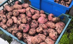 В ёмкости лежит картофель