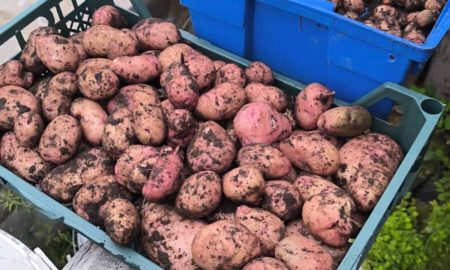 В ёмкости лежит картофель