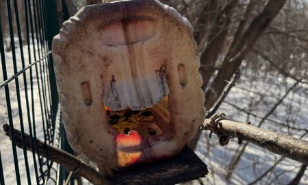 Кормушка в парке Маяковского