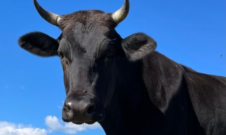 Корова смотрит в объектив