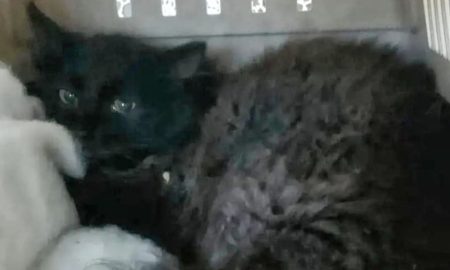 Спасенный волонтером кот