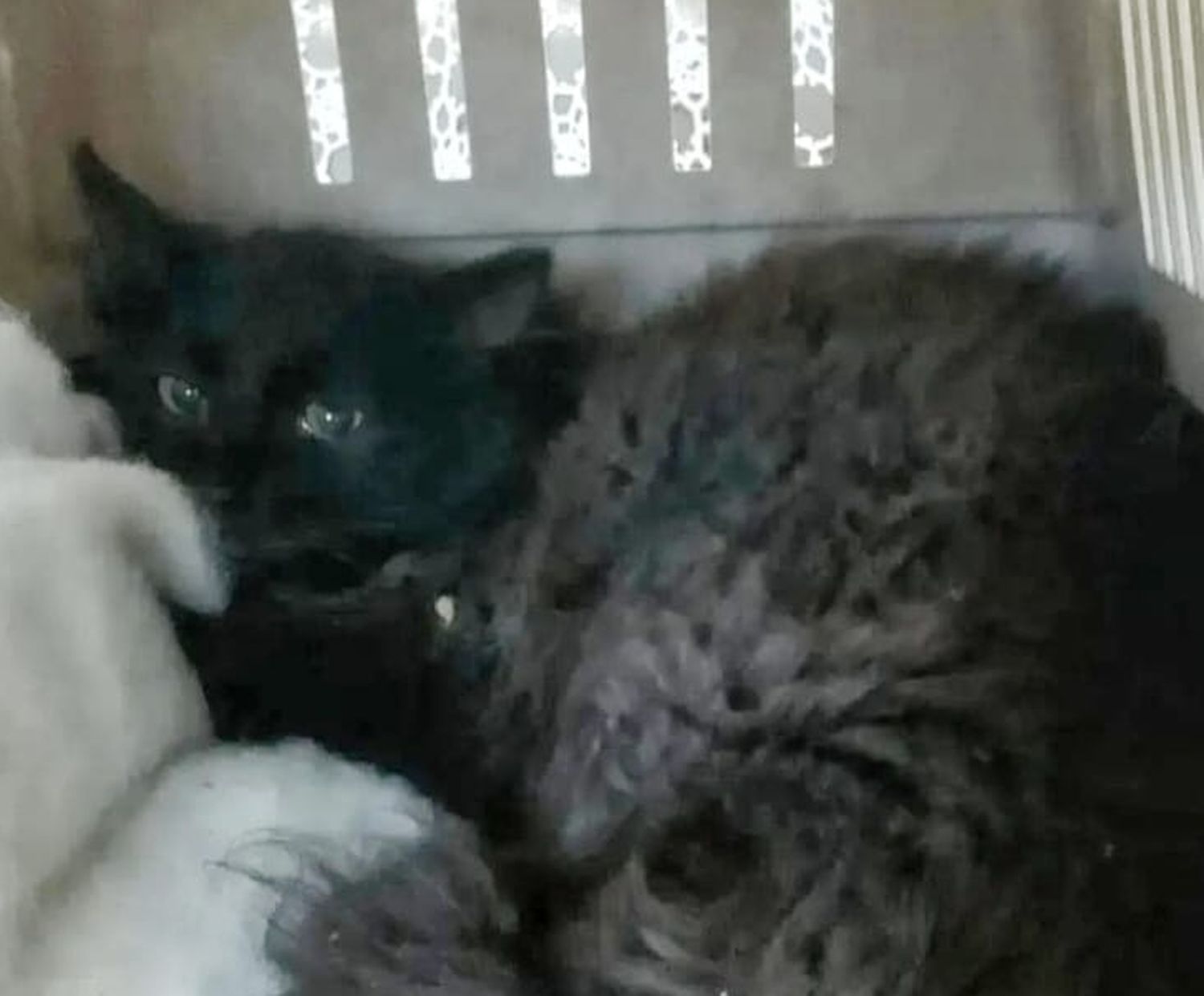 Спасенный волонтером кот