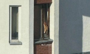 Застрявший в окне кот