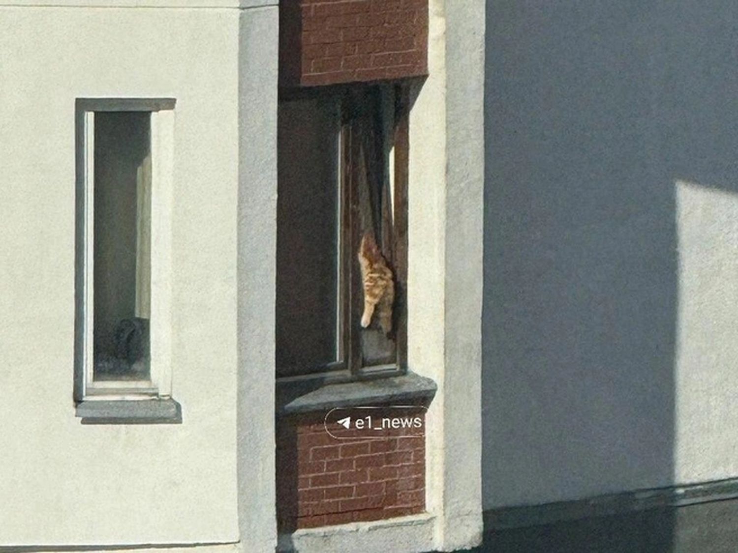 Застрявший в окне кот