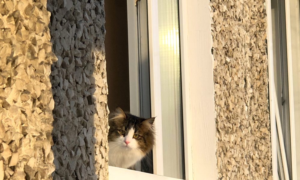 кот на солнце