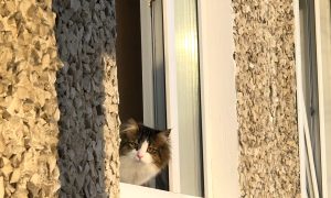 кот на солнце