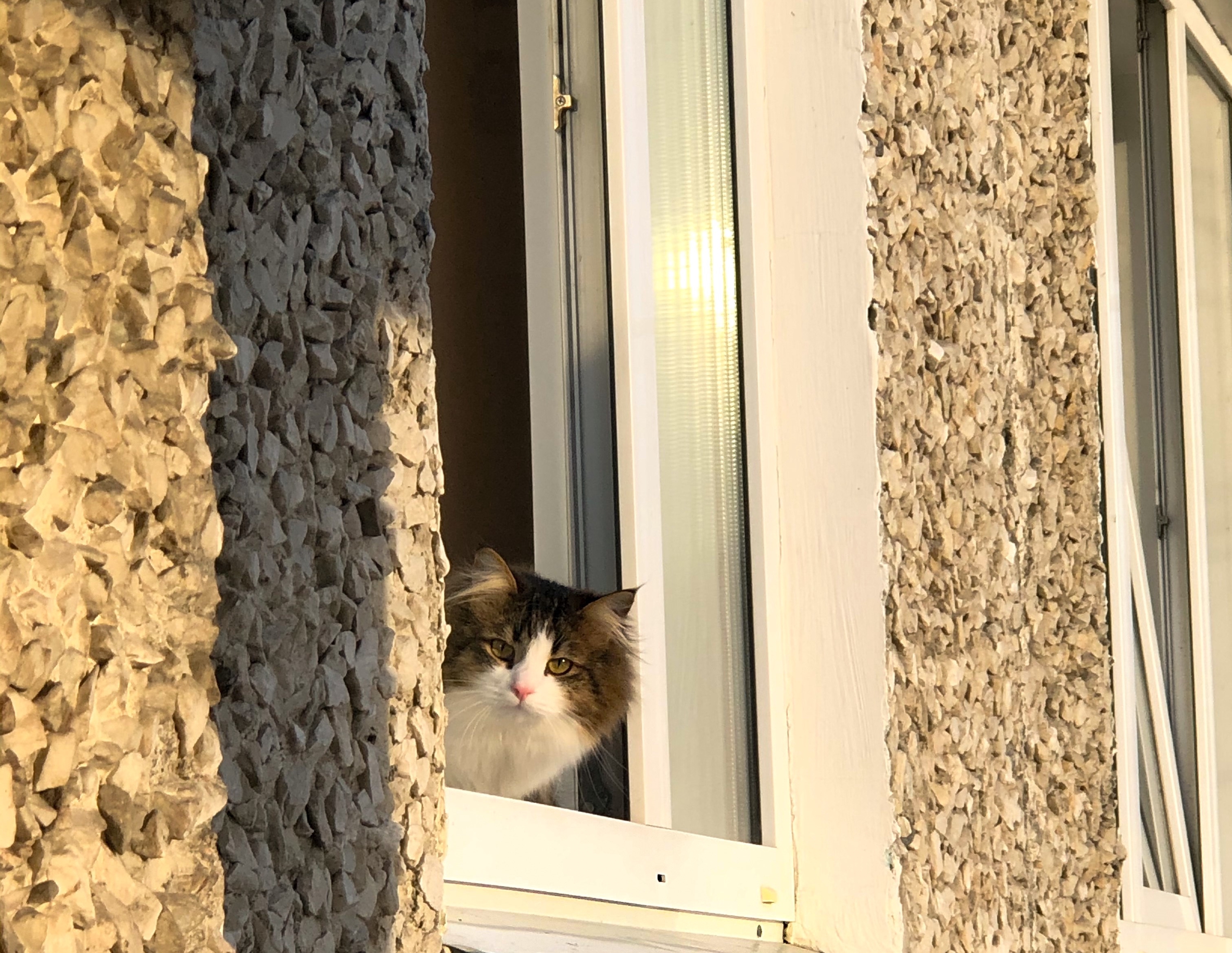 кот на солнце