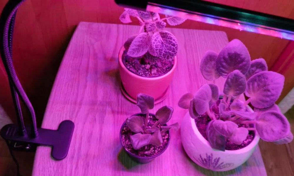 Растения стоят под фитолампой