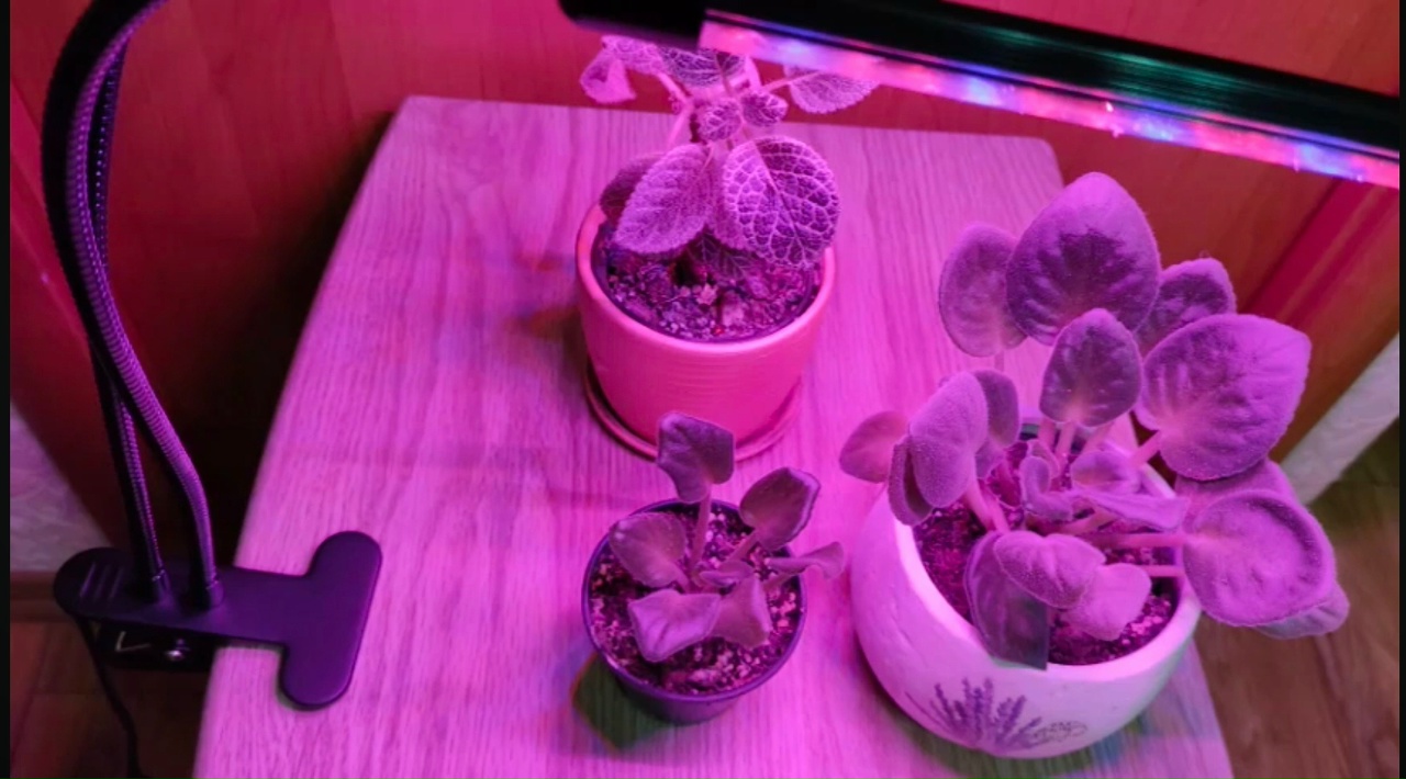 Растения стоят под фитолампой