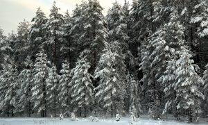 Лес под снегом зимой