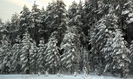 Лес под снегом зимой