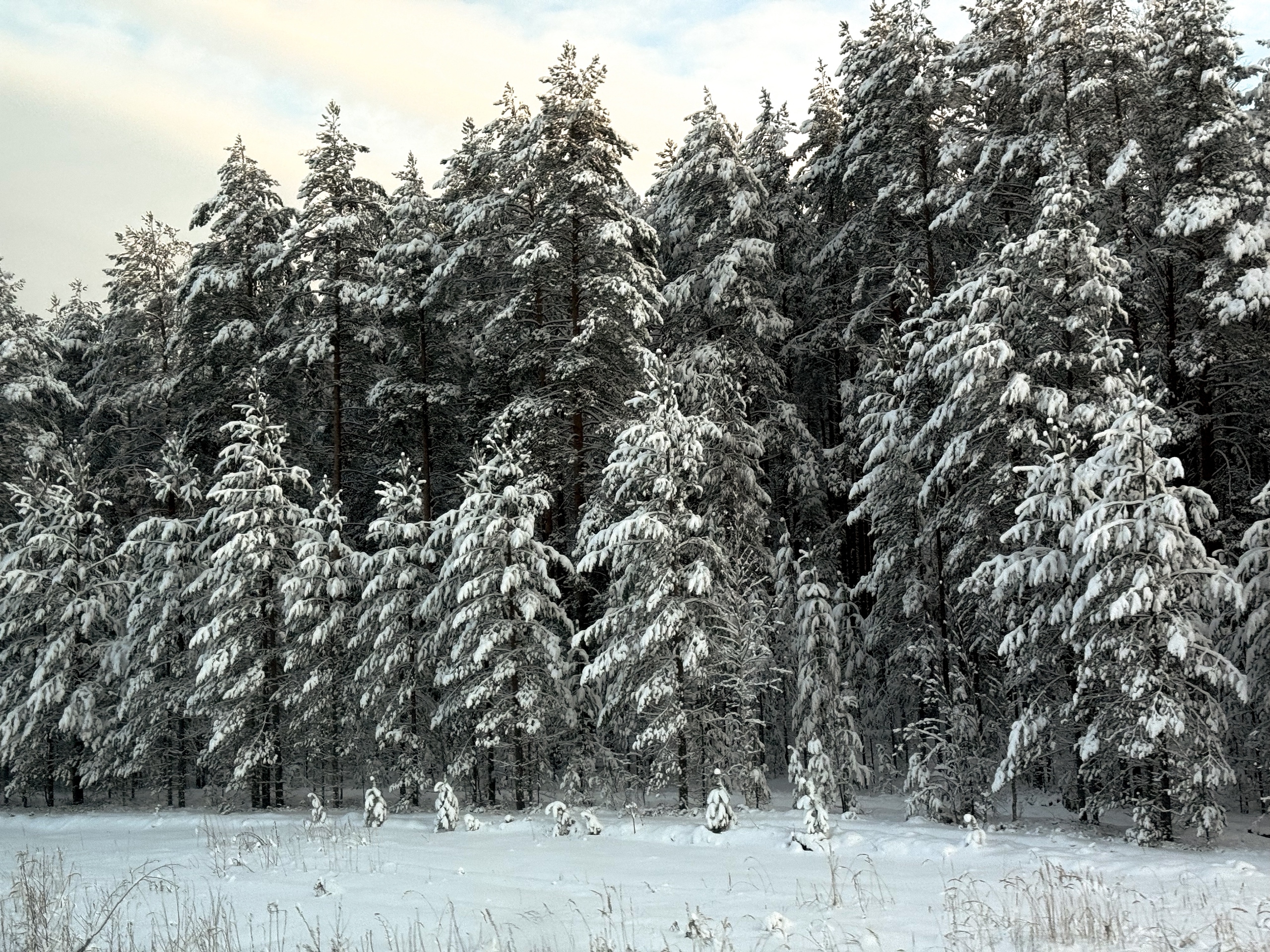 Лес под снегом зимой