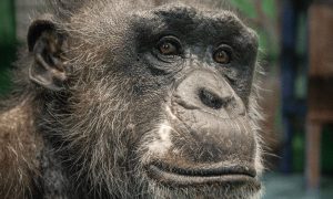 Шимпанзе в Екатеринбургском зоопарке
