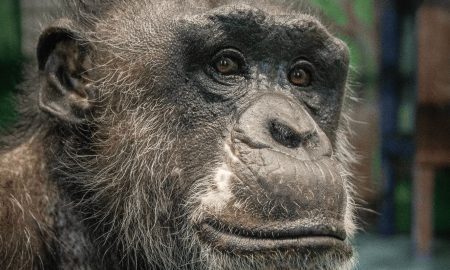 Шимпанзе в Екатеринбургском зоопарке