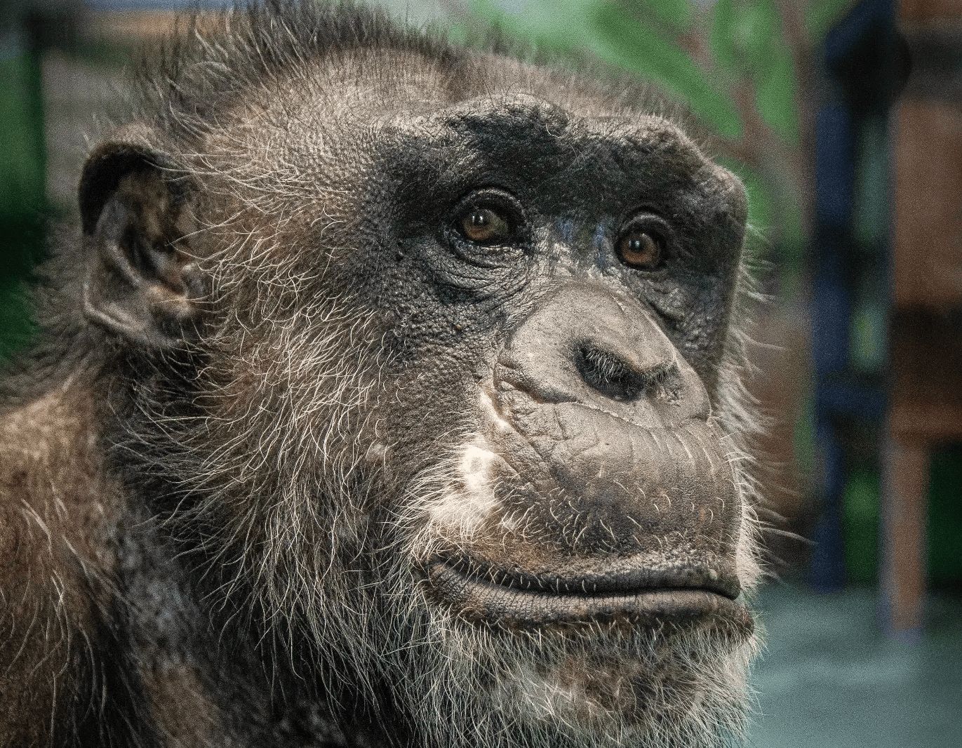 Шимпанзе в Екатеринбургском зоопарке