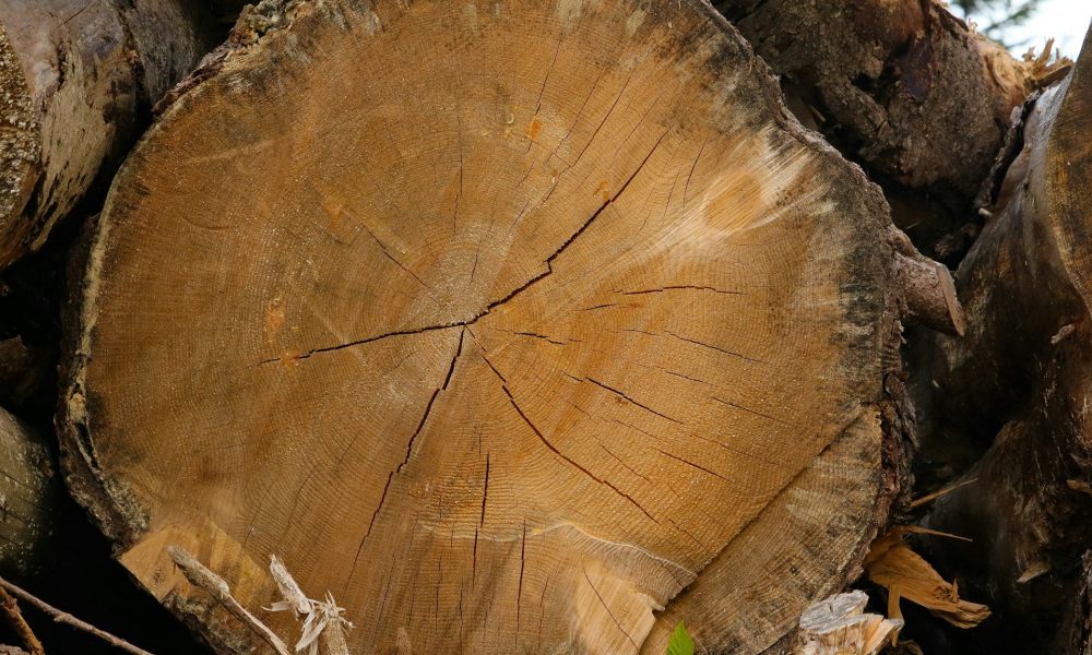 Пень во дворе