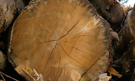 Пень во дворе