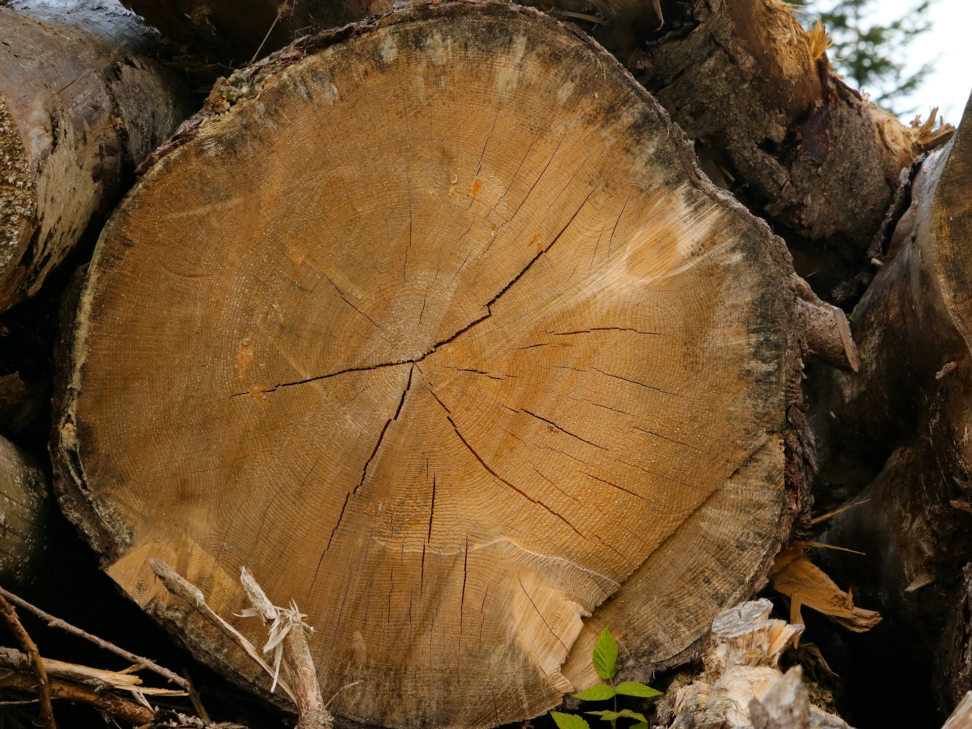 Пень во дворе