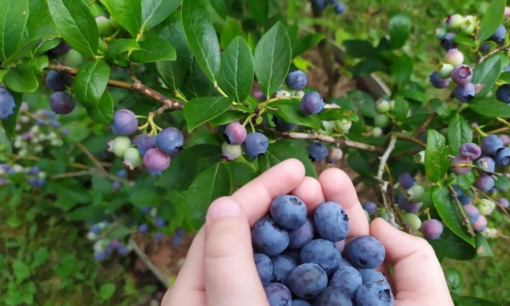 Урожай голубики