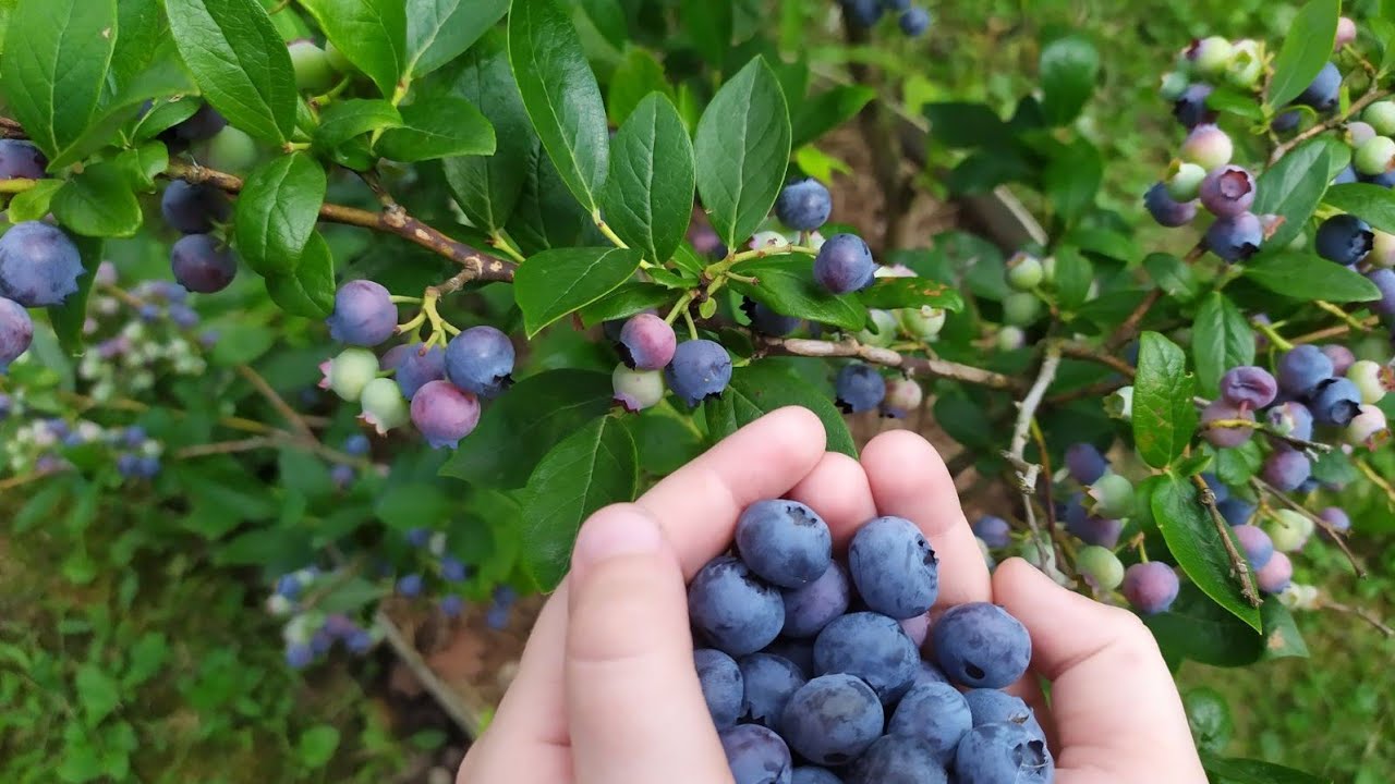 Урожай голубики