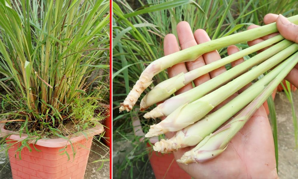 Лемонграсс в саду