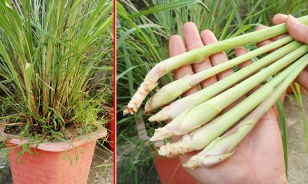 Лемонграсс в саду