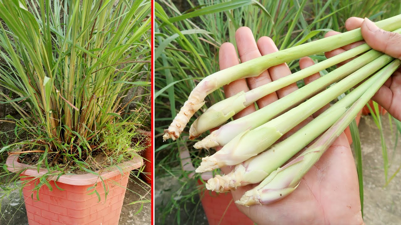 Лемонграсс в саду