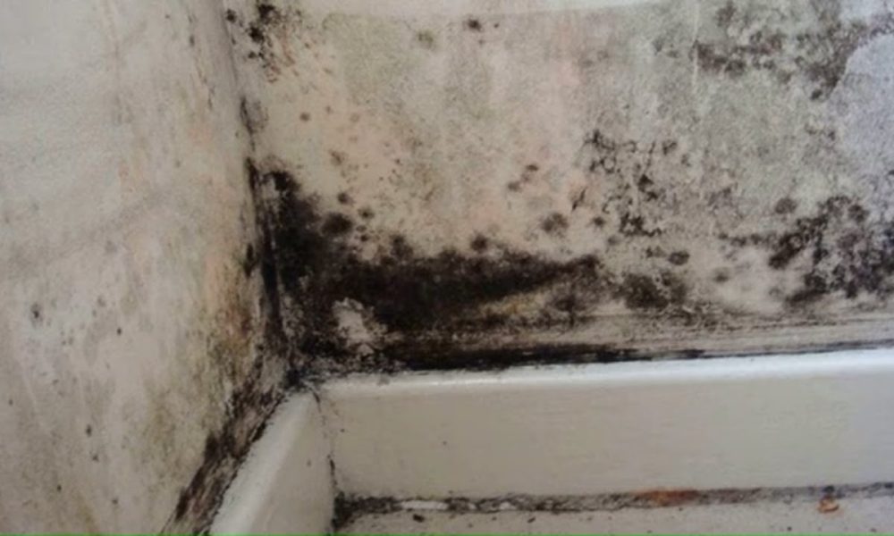 Плесень на стене