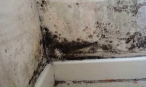 Плесень на стене