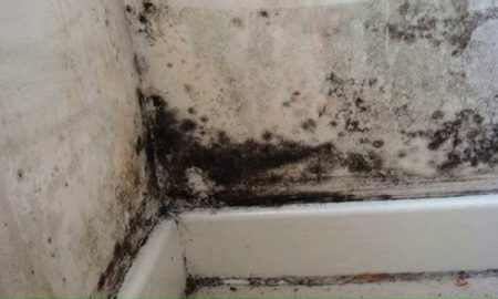 Плесень на стене