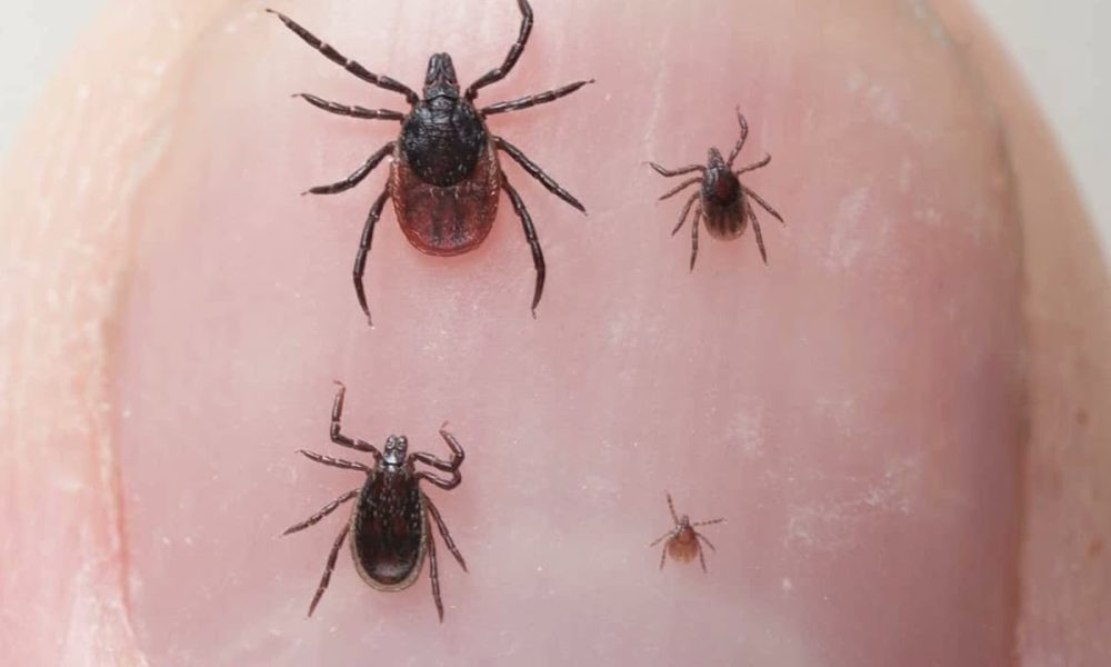 Огромные клещи