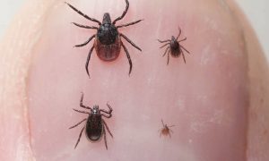 Огромные клещи