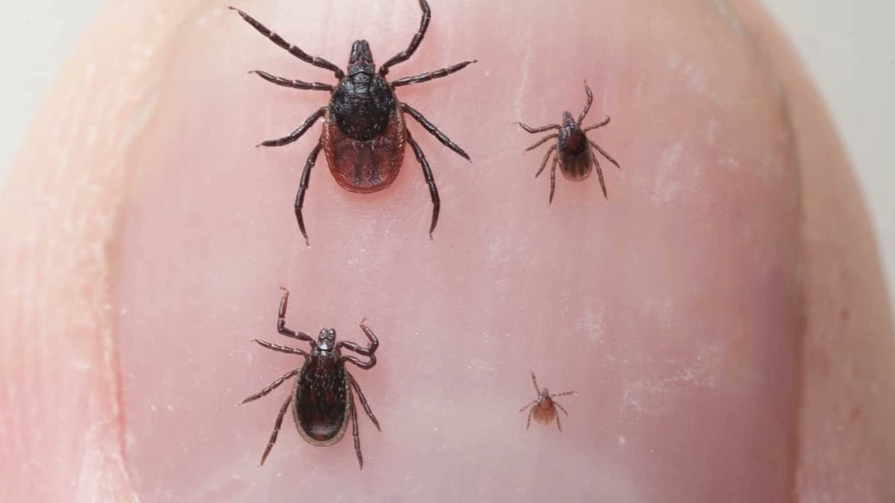 Огромные клещи