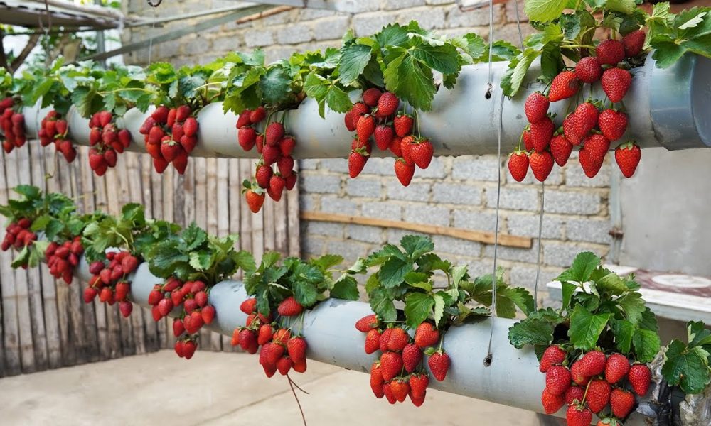 Земляника в саду