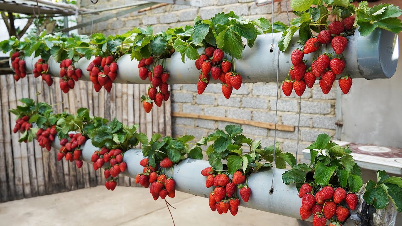 Земляника в саду