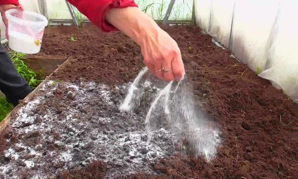 Избавляется от муравьев