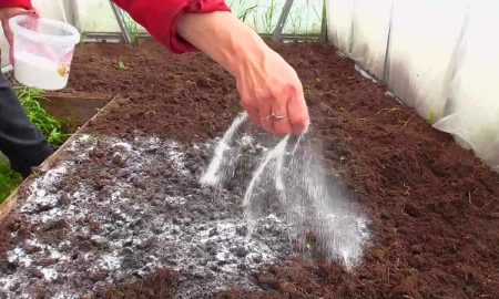 Избавляется от муравьев