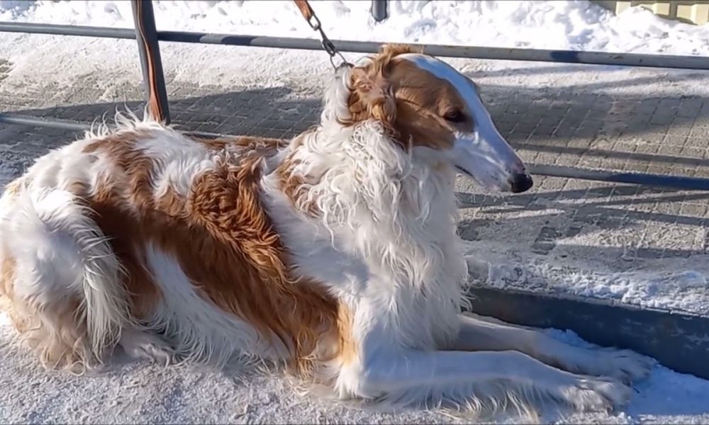 Русская борзая