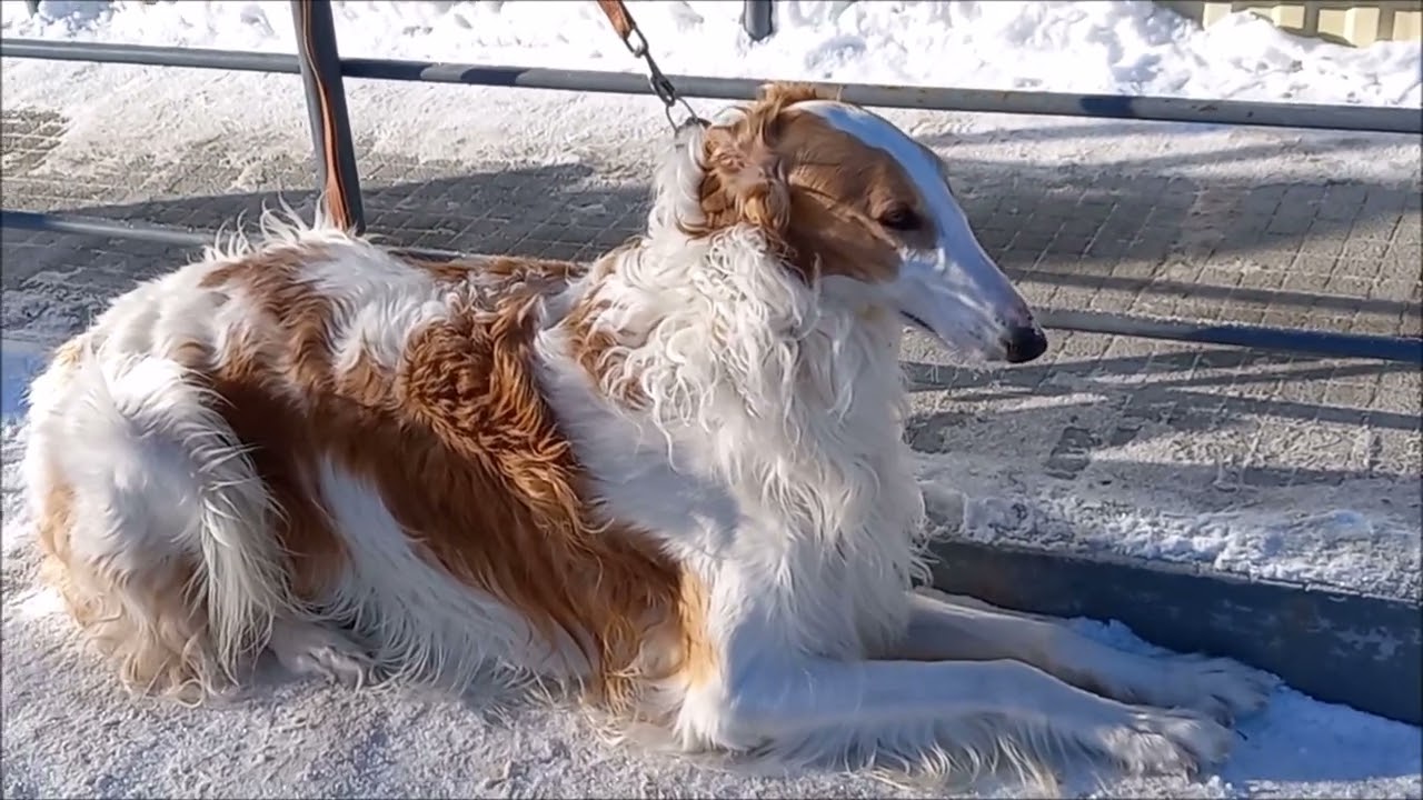 Русская борзая