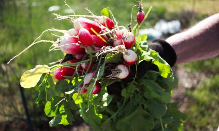 Растит редис