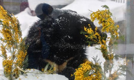 Медведи в зоопарке