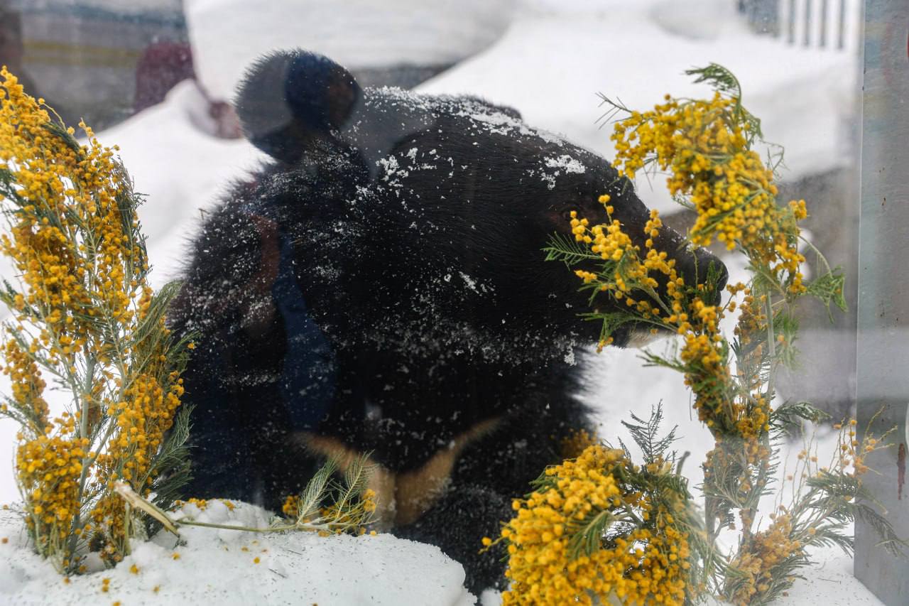 Медведи в зоопарке
