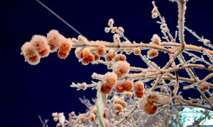 Деревья ночью в мороз