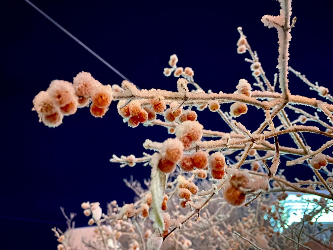 Деревья ночью в мороз